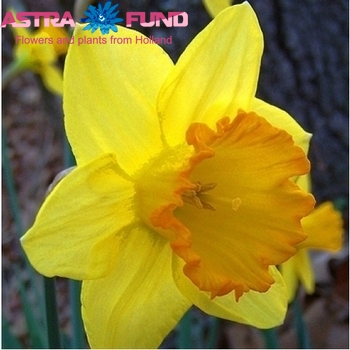 Narcissus Grootkronige Grp zonder blad per bos 'Fortune' zdjęcie