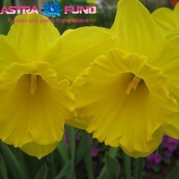 Narcissus Grootkronige Grp zonder blad per bos 'Gigantic Star' zdjęcie
