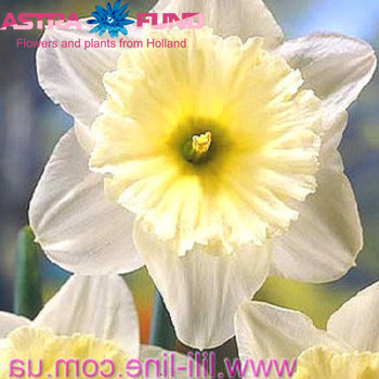 Narcissus Grootkronige Grp zonder blad per bos 'Juanita' zdjęcie