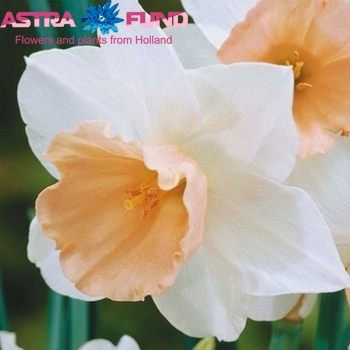Narcissus Grootkronige Grp zonder blad per bos 'Salome' zdjęcie