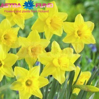 Narcissus Grootkronige Grp zonder blad per bos 'Tamara' zdjęcie