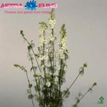 Delphinium ajacis overig wit photo
