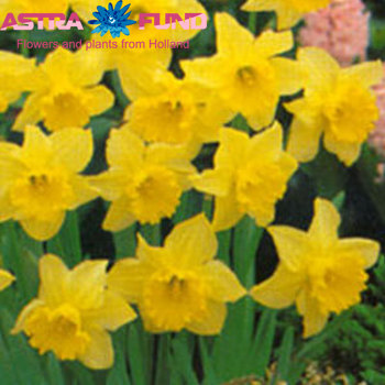 Narcissus met blad overig zdjęcie
