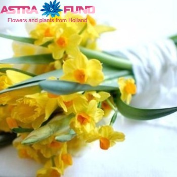 Narcissus met blad overig tros zdjęcie