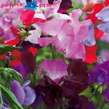 Lathyrus odoratus overig fotografie