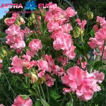 Lathyrus odoratus overig blauw fotografie