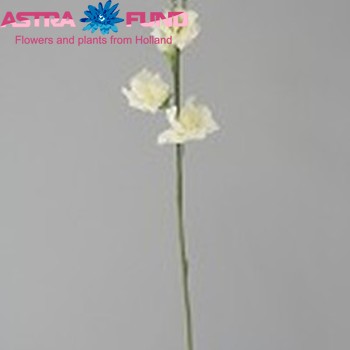 Lathyrus odoratus overig cr?me fotografie