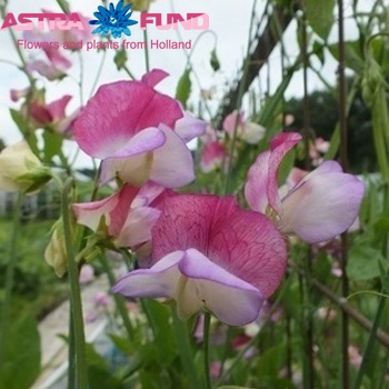 Lathyrus odoratus overig lila fotografie