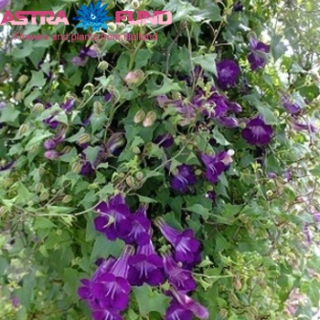 Lathyrus odoratus overig paars fotografie