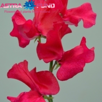 Lathyrus odoratus overig rood fotografie