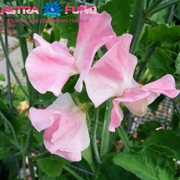 Lathyrus odoratus overig roze fotografie