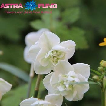 Lathyrus odoratus overig wit fotografie
