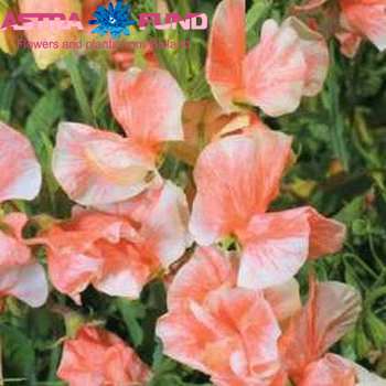 Lathyrus odoratus overig zalm fotografie