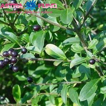 Ligustrum vulgare photo