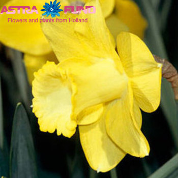 Narcissus Trompet Grp zonder blad per bos 'Dutch Master' foto