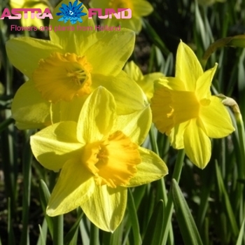 Narcissus Trompet Grp zonder blad per bos 'Golden Harvest' foto