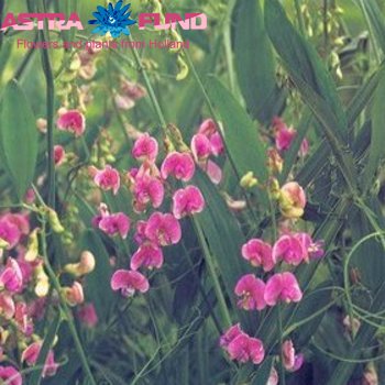 Lathyrus overig licht roze fotografie