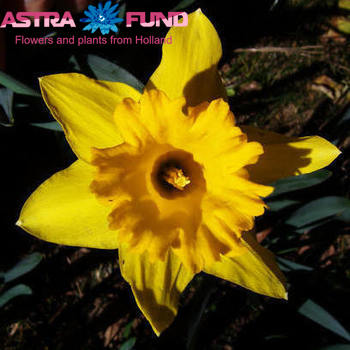 Narcissus zonder blad overig фото