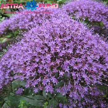 Trachelium caeruleum overig Foto