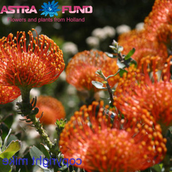 Leucospermum cordifolium overig foto