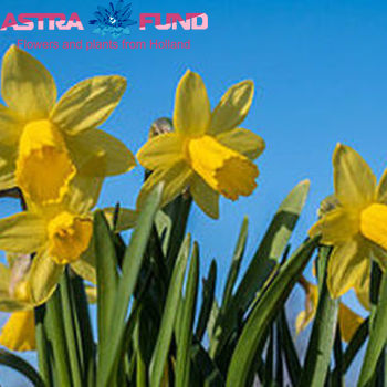 Narcissus zonder blad per bos overig tros фото