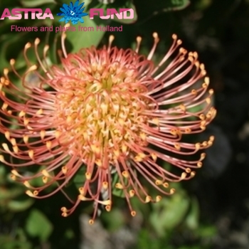 Leucospermum 'Naomi' kleurbehandeld 19% fotografie