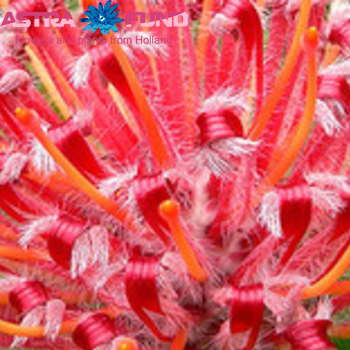 Leucospermum overig geel fotografie