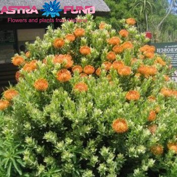 Leucospermum overig oranje fotografie