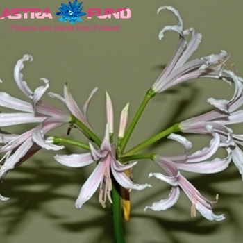 Nerine Bowdenii Grp overig photo