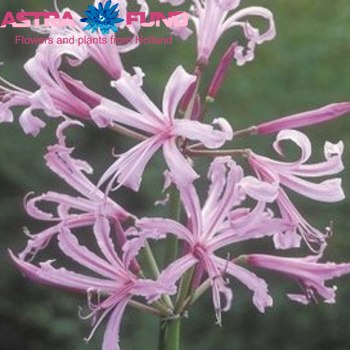 Nerine overig kas fotografija