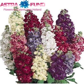 Matthiola incana enkelbloemig zdjęcie