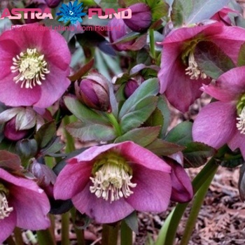 Helleborus overig rood foto