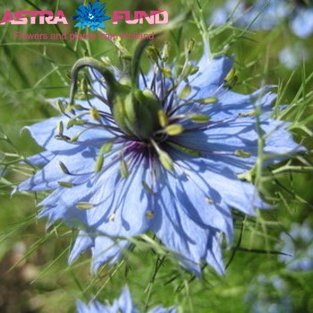Nigella damascena overig blauw photo