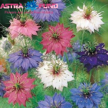 Nigella damascena overig roze photo