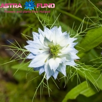 Nigella damascena per bos 'White Lady' photo