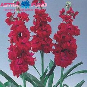Matthiola incana overig foto
