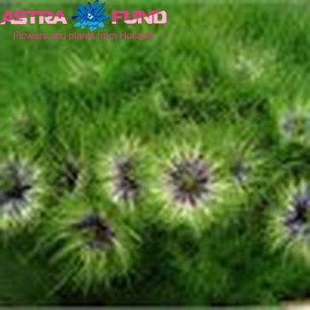 Nigella per bos damascena  Blue fotografija