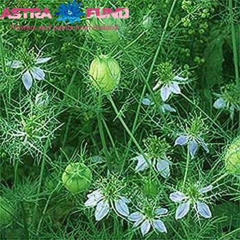 Nigella per bos damascena 'Green Magic' fotografija