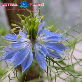 Nigella per bos damascena 'Miss Jekyll Oxfordblue' fotografija