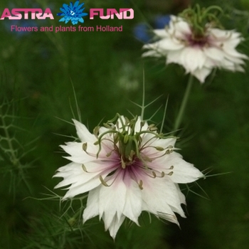 Nigella per bos damascena overig fotografija
