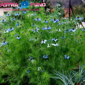 Nigella per bos damascena overig blauw fotografija