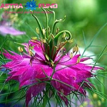 Nigella per bos damascena overig roze fotografija