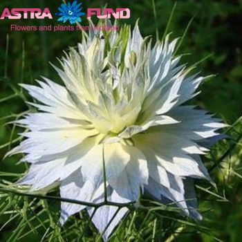 Nigella per bos damascena overig wit fotografija