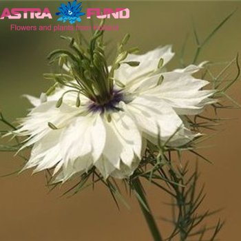 Nigella per bos damascena Power Snow White Foto