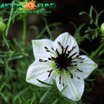 Nigella per bos hispanica 'African Bride' Foto
