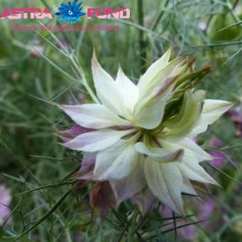 Nigella per bos damascena White Foto