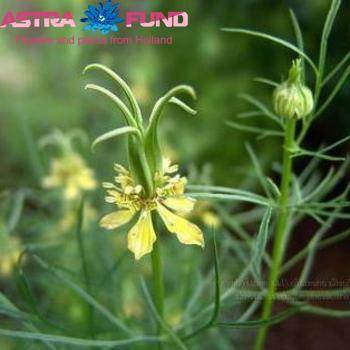 Nigella per bos orientalis 'Transformer' Foto