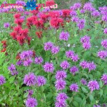 Monarda overig photo