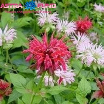 Monarda overig paars photo