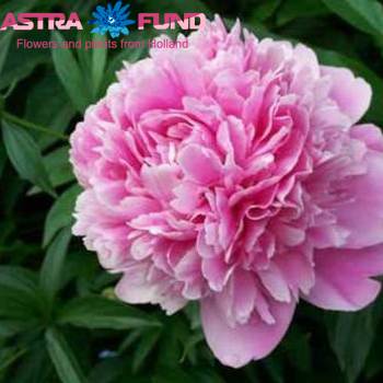 Paeonia Lactiflora Grp 'Dr. Alexander Fleming' fotografie